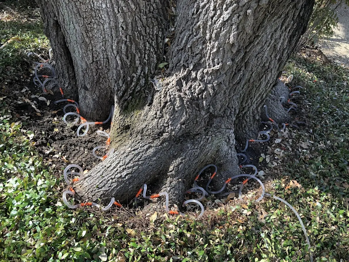 Detailed Tree Cabling and Bracing job site in South Wilmington